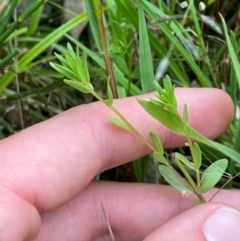 Lythrum hyssopifolia (Small Loosestrife) at Red Hill Nature Reserve - 29 Dec 2023 by Tapirlord