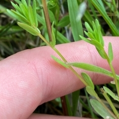 Lythrum hyssopifolia at Red Hill Nature Reserve - 29 Dec 2023 03:13 PM