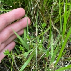 Lythrum hyssopifolia at Red Hill Nature Reserve - 29 Dec 2023