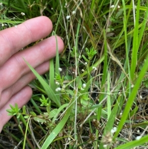 Lythrum hyssopifolia at Red Hill Nature Reserve - 29 Dec 2023 03:13 PM