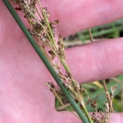 Juncus sarophorus (Broom Rush) at Deakin, ACT - 29 Dec 2023 by Tapirlord