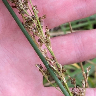 Juncus sarophorus (Broom Rush) at Red Hill Nature Reserve - 29 Dec 2023 by Tapirlord