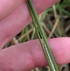 Juncus sarophorus at GG46 - 29 Dec 2023