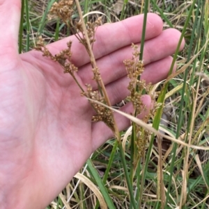 Juncus sarophorus at GG46 - 29 Dec 2023