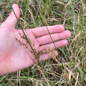 Juncus sarophorus at GG46 - 29 Dec 2023