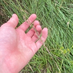 Carex appressa (Tall Sedge) at Deakin, ACT - 29 Dec 2023 by Tapirlord