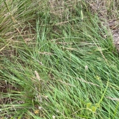 Carex appressa at GG46 - 29 Dec 2023