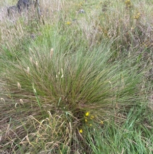 Carex appressa at GG46 - 29 Dec 2023