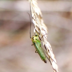 Chironomidae (family) at Aranda Bushland - 20 Jan 2024