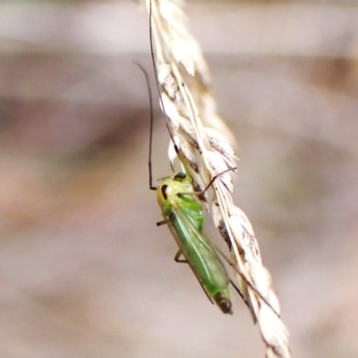 Axarus sp. (genus) (A non-biting midge) at Aranda Bushland - 20 Jan 2024 by CathB