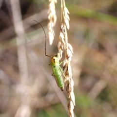 Axarus sp. (genus) at Aranda Bushland - 20 Jan 2024