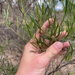 Dodonaea viscosa subsp. angustissima (Hop Bush) at Deakin, ACT - 29 Dec 2023 by Tapirlord