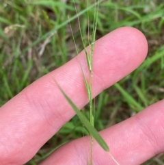 Microlaena stipoides (Weeping Grass) at Red Hill Nature Reserve - 29 Dec 2023 by Tapirlord