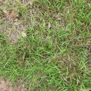 Microlaena stipoides at Red Hill Nature Reserve - 29 Dec 2023