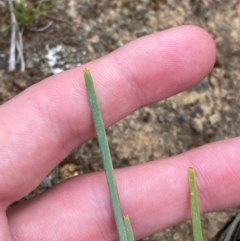 Lomandra bracteata (Small Matrush) at GG45 - 29 Dec 2023 by Tapirlord