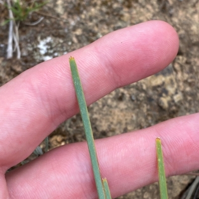 Lomandra bracteata (Small Matrush) at Red Hill Nature Reserve - 29 Dec 2023 by Tapirlord