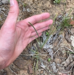 Lomandra bracteata at GG139 - 29 Dec 2023