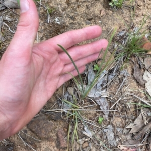 Lomandra bracteata at GG139 - 29 Dec 2023 03:10 PM