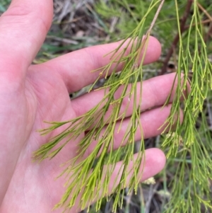 Exocarpos cupressiformis at GG139 - 29 Dec 2023