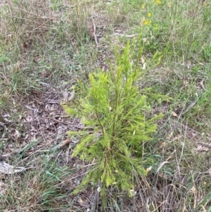 Exocarpos cupressiformis at Undefined Area - 29 Dec 2023 03:09 PM