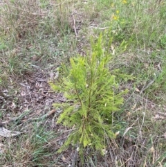 Exocarpos cupressiformis at GG139 - 29 Dec 2023