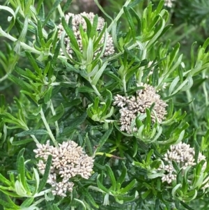 Cassinia aculeata subsp. aculeata at GG139 - 29 Dec 2023