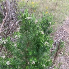 Cassinia aculeata subsp. aculeata at GG139 - 29 Dec 2023