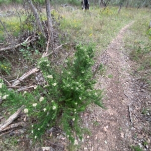 Cassinia aculeata subsp. aculeata at GG139 - 29 Dec 2023