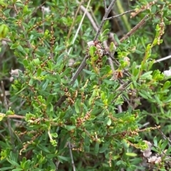 Cryptandra amara (Bitter Cryptandra) at Red Hill Nature Reserve - 29 Dec 2023 by Tapirlord