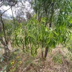 Acacia implexa (Hickory Wattle, Lightwood) at Deakin, ACT - 29 Dec 2023 by Tapirlord