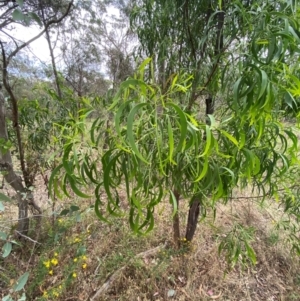 Acacia implexa at GG139 - 29 Dec 2023