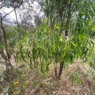 Acacia implexa (Hickory Wattle, Lightwood) at Red Hill Nature Reserve - 29 Dec 2023 by Tapirlord