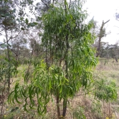 Acacia implexa at GG139 - 29 Dec 2023 03:06 PM