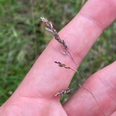 Poa sieberiana var. sieberiana (Snowgrass) at Deakin, ACT - 29 Dec 2023 by Tapirlord