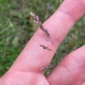 Poa sieberiana var. sieberiana at GG139 - 29 Dec 2023