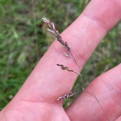 Poa sieberiana var. sieberiana (Snowgrass) at Deakin, ACT - 29 Dec 2023 by Tapirlord