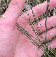 Poa sieberiana var. sieberiana at GG139 - 29 Dec 2023