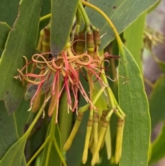 Amyema miquelii (Box Mistletoe) at Red Hill Nature Reserve - 29 Dec 2023 by Tapirlord