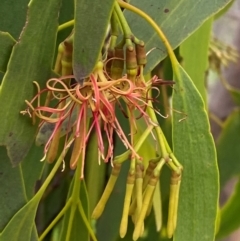 Amyema miquelii (Box Mistletoe) at GG139 - 29 Dec 2023 by Tapirlord