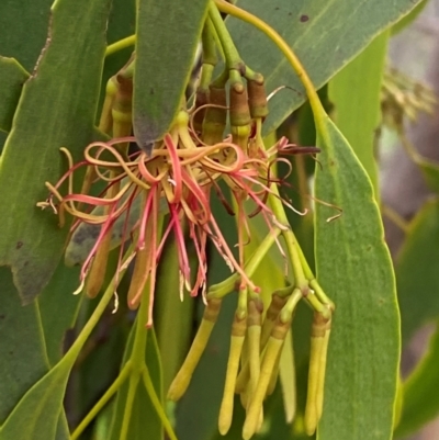 Amyema miquelii (Box Mistletoe) at GG139 - 29 Dec 2023 by Tapirlord