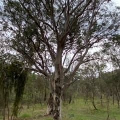 Eucalyptus polyanthemos subsp. polyanthemos (Red Box) at Deakin, ACT - 29 Dec 2023 by Tapirlord