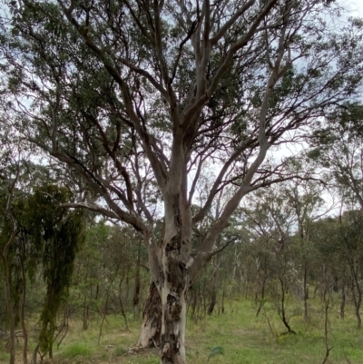 Eucalyptus polyanthemos subsp. polyanthemos (Red Box) at Red Hill Nature Reserve - 29 Dec 2023 by Tapirlord