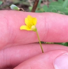 Oxalis perennans (Grassland Wood Sorrel) at Deakin, ACT - 29 Dec 2023 by Tapirlord