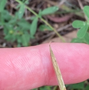 Oxalis perennans at Red Hill Nature Reserve - 29 Dec 2023