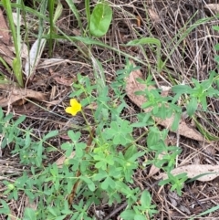 Oxalis perennans at Red Hill Nature Reserve - 29 Dec 2023