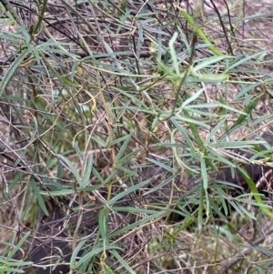 Glycine clandestina at Red Hill Nature Reserve - 29 Dec 2023