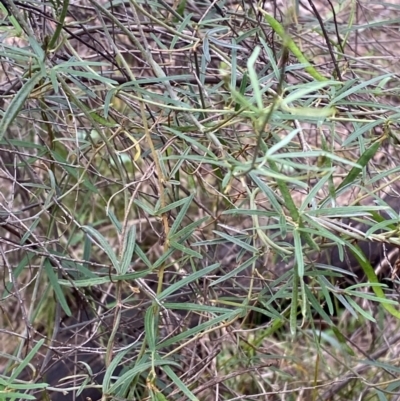 Glycine clandestina (Twining Glycine) at Deakin, ACT - 29 Dec 2023 by Tapirlord