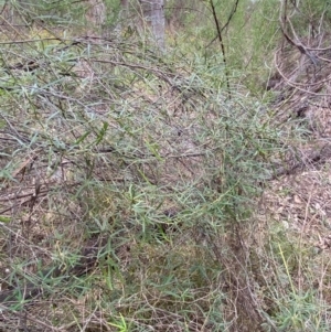 Glycine clandestina at Red Hill Nature Reserve - 29 Dec 2023