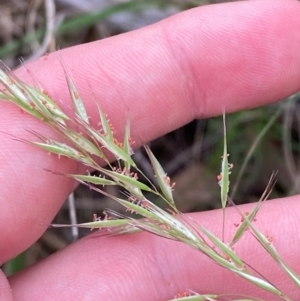 Rytidosperma longifolium at Red Hill Nature Reserve - 29 Dec 2023 03:03 PM