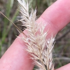 Rytidosperma longifolium at Red Hill Nature Reserve - 29 Dec 2023 03:03 PM